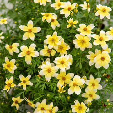 Bidens Spicy Electric White, fleurs d’été pour balcons et terrasses Meilland Richardier