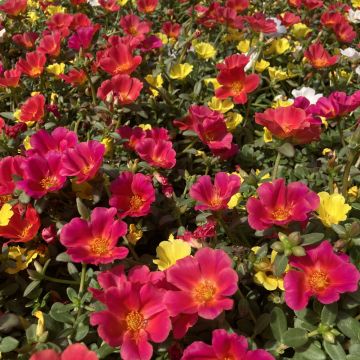 Pourpier ou portulaca DUNA ® Mix