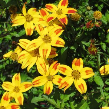 Bidens Tiger Bee fleurs