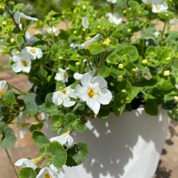 6723 BACOPA scopia compact white