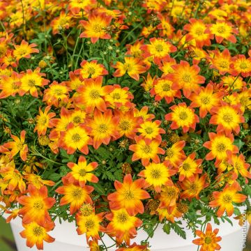 Bidens orange CAMPFIRE TM Nice ‘n Spicy