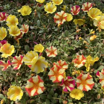 Pourpier ou Portulaca DUNA ® Dynamic