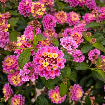 Lantana Esperanta Rose