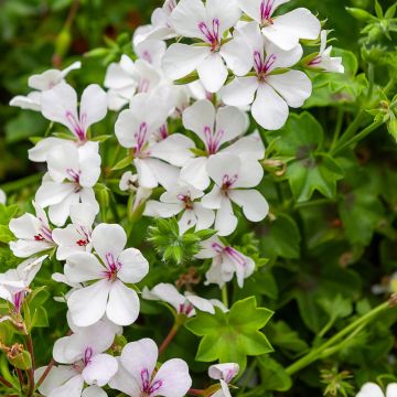 Géranium Lierre TOSCANA ® Villetta White