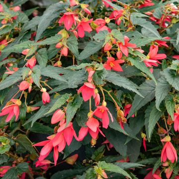 Bégonia boliviensis GROOVY F1 Rose