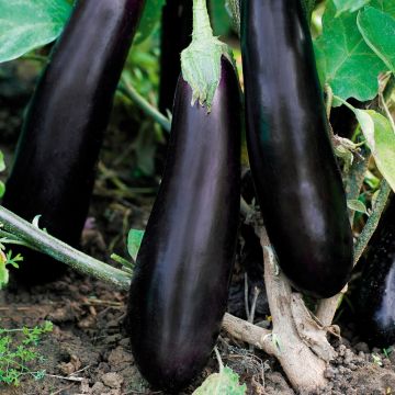 Plant d’Aubergine longue Kazimir F1 greffé