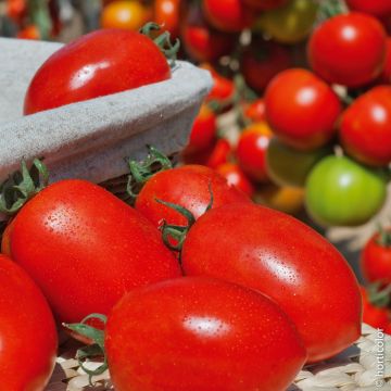 Tomate allongée Colibri F1 type Roma