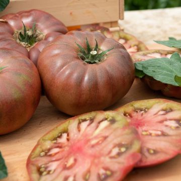 Plant de tomate Marnero F1 (type Noire de Crimée) greffé 