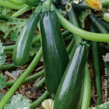 Courgette Astia F1