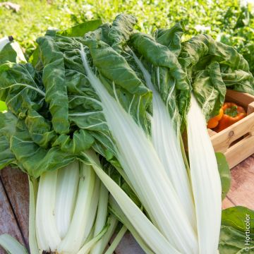 Poirée Verte à Carde Blanche Ampuis