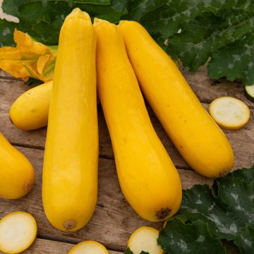 Plant de courgette jaune Sunlight F1