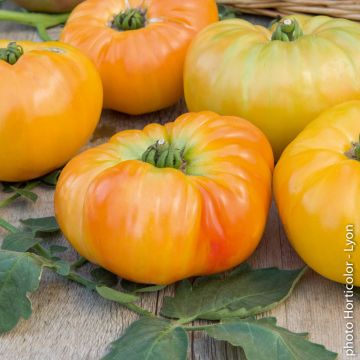 Tomate Ananas