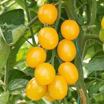 Plant de tomate cerise jaune GUSTA MINI ® Yellow