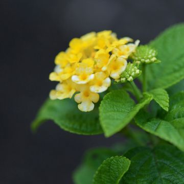 Lantana Bandana ® YELLOW