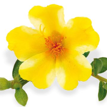 Pourpier portulaca DUNA ® yellow star 