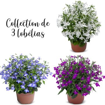 Collection Lobélias TECHNO ® UP