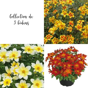 Collection de 3 Bidens