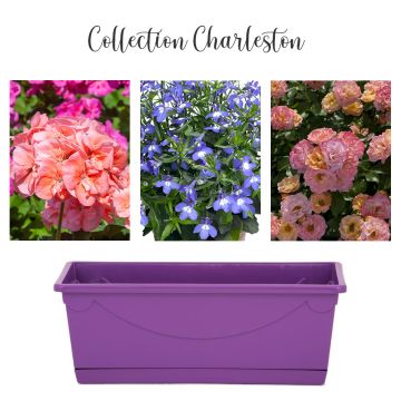 Collection Charleston