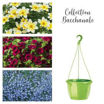 Collection Bacchanale