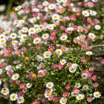 Erigeron Karvinskianus