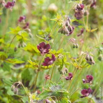 Géranium vivace phaeum Samobor