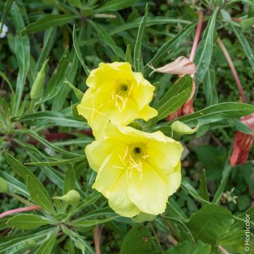 Oenothera missouriensis