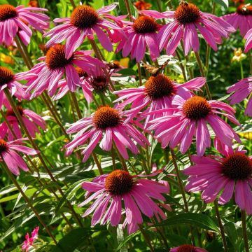 Rudbeckia purpurea aux fleurs roses pourprées au coeur brun 