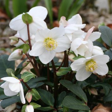 Rose de Noël Niger blanche