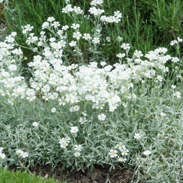 Cerastium tomentosum ou corbeille d'argent ou Oreille de souris