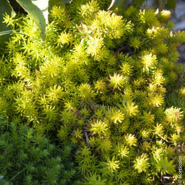 Sedum reflexum