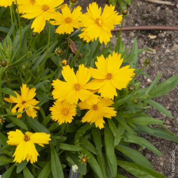 Coreopsis grandiflora ‘Mayfield Giant’