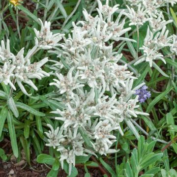 Edelweiss des alpes