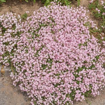 Gypsophile tapissante rose