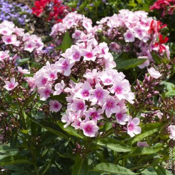 Phlox paniculata ‘Europa’