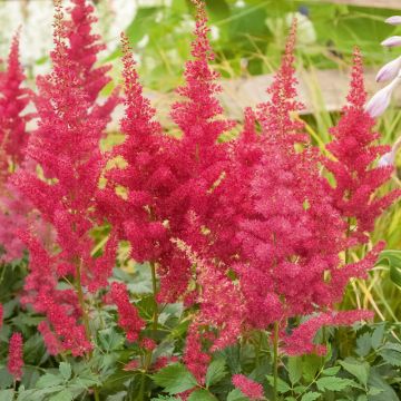 Astilbe rouge Etna, Astilbe X arendsii