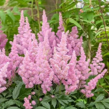 Astilbe rose Anita Pfeiffer, Astilbe X arendsii