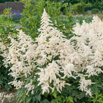 Astilbe blanche Deutschland, Astilbe japonica