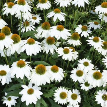 Rudbeckia purpurea blanc ou Echinacea purpurea ‘Alba’