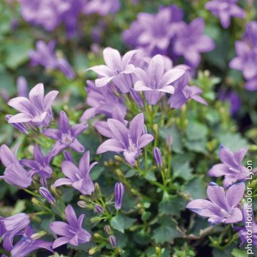 Campanule poscharskyana bleue