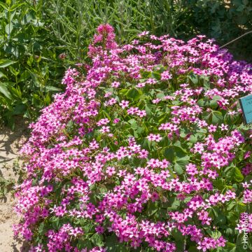 Oxalis articulata, Oxalis floribunda ou oxalis articulé rose