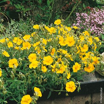 Helianthemum X ‘Ben Fhada’ ou hélianthème jaune