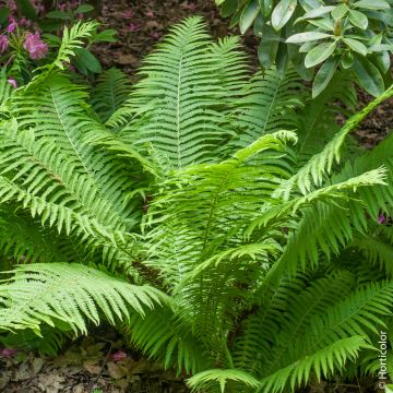 Fougère Dryopteris erythrosora ou fougère du Japon persistante