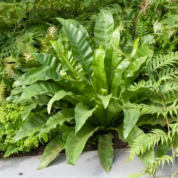 Fougère Asplenium scolopendrium, Phyllitis scolopendrium ou fougère langue de cerf