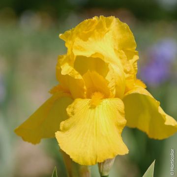 Iris à grandes fleurs Ola Kala