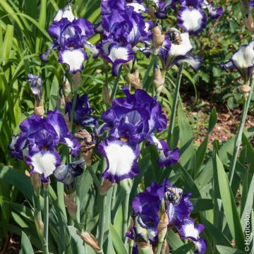 Iris à grandes fleurs Stepping Out