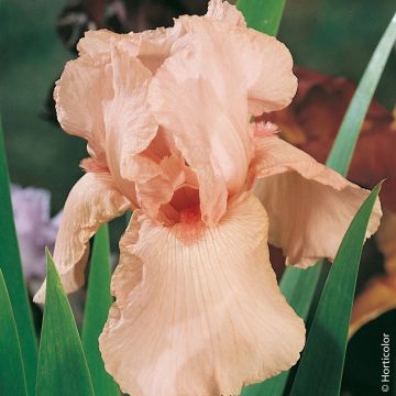 Iris à grandes fleurs One Désire