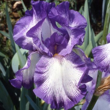 Iris à grandes fleurs ‘Acropole’