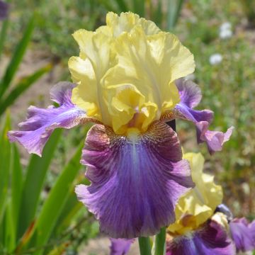 Iris germanica Distant Chimes