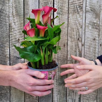 Calla rose, Zantedeschia CAPTAIN HOLLYWOOD ® 