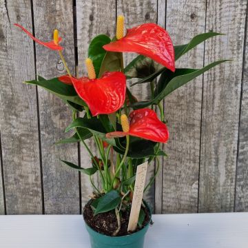 Anthurium rouge, Anthurium andreanum gr. Solara 